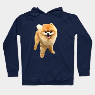 Pomeranian Dog with Style! Hoodie